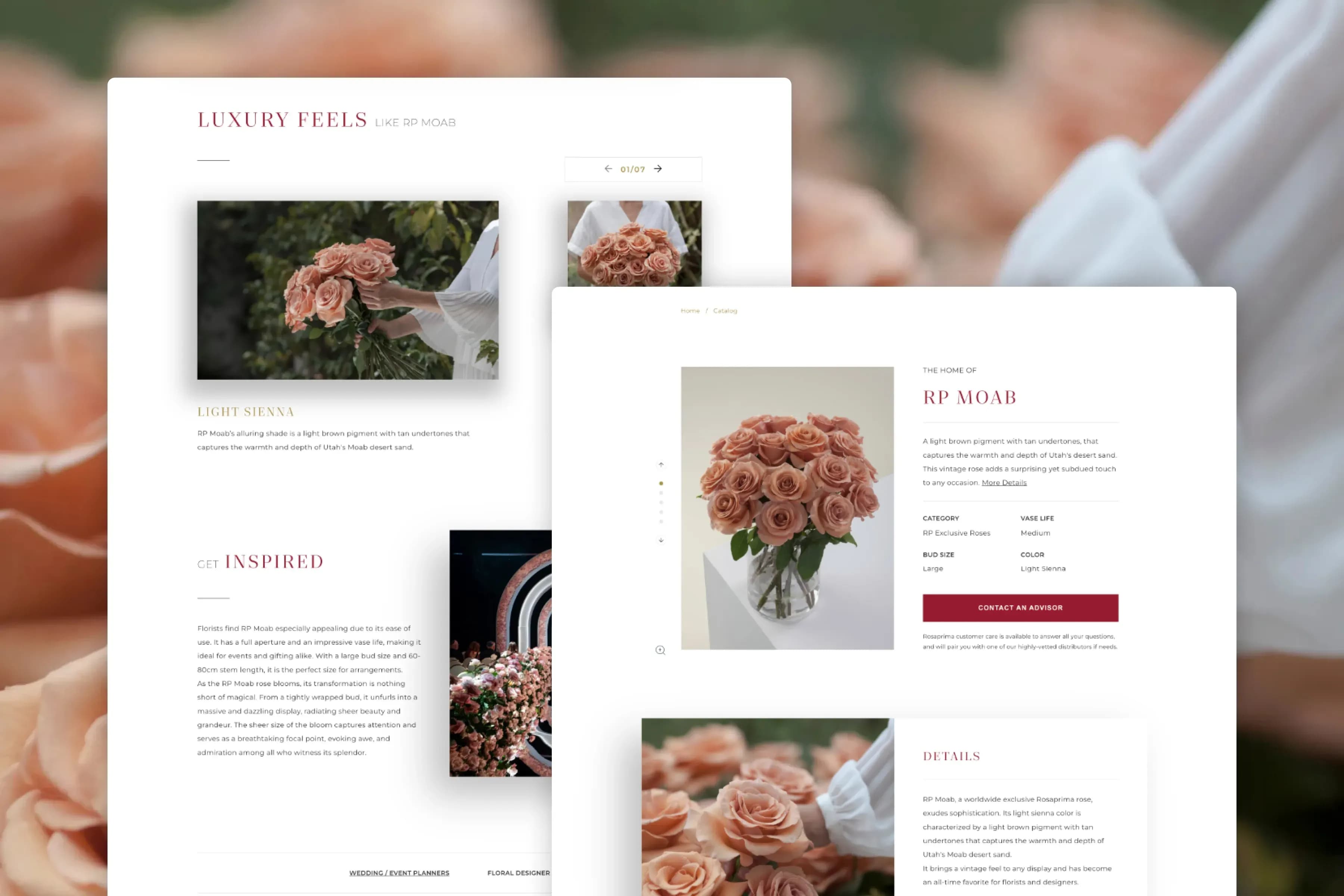Rosaprima - Product Details Page - Rose Spotlight