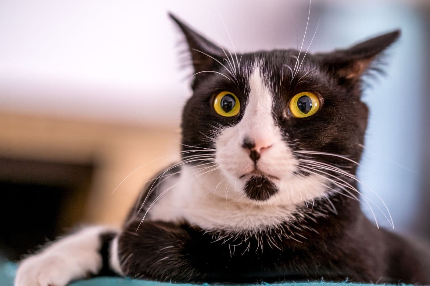 A surprised tuxedo cat